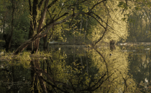 NAHANT MARSH, NATURE’S OWN HESCO BARRIER, CAN ONLY HANDLE SO MUCH FLOOD-WATER