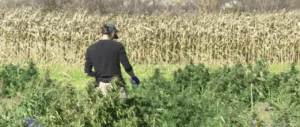 HOMEGROWN HEMP IN ILLINOIS