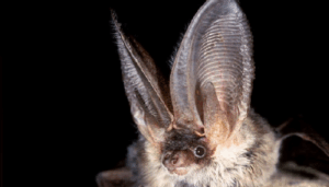 RARE BATS AT NAHANT MARSH