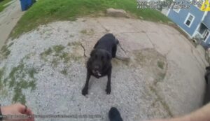 DAVENPORT POLICE DEFEND DOG SHOOTING; CITIZENS WANT ACCOUNTABILITY