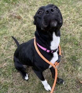 AT-CAPACITY SCOTT CTY HUMANE SOCIETY WAIVES ADOPTION FEES