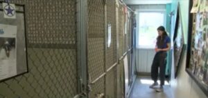 HUMANE SOCIETY OF SCOTT CTY HAS SO MANY DOGS, IT’S A VERITABLE CRISIS