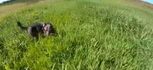 QC MISSING PERSONS NETWORK PUTTING QCA DOGS TO WORK