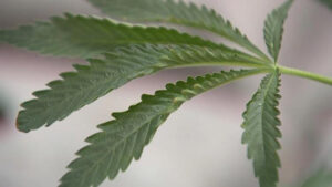 THE PLANT THAT KEEPS ON GIVING: MOLINE TO DIRECT POT REVENUE TOWARD RENT, UTILITY ASSISTANCE