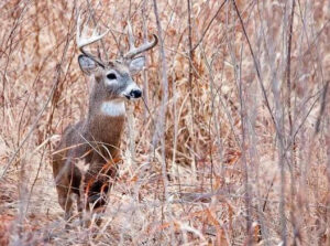State deer harvest totals released for first weekend of firearm season