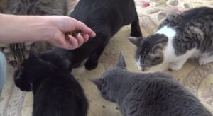 Anonymous donor helps QC animal rescue erase more than $23K in vet debt to resume intake