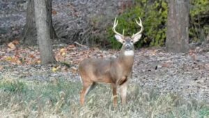 Hunters harvested over 50K deer in first weekend of firearm deer season
