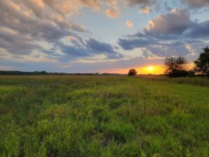 Pheasants and quail forever groups add 350 acres of public land in southern Iowa