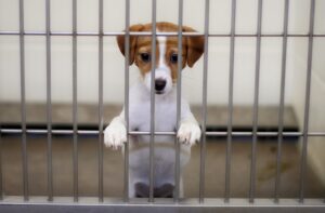 ASPCA says unlicensed Iowa breeder still selling dogs, violating law