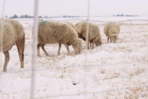 Wool, beer, cleaner water: Just a few Iowa products from experimental grain