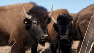 In Kane Cty’s new bison herd, a chance for Native Americans to reclaim what’s lost