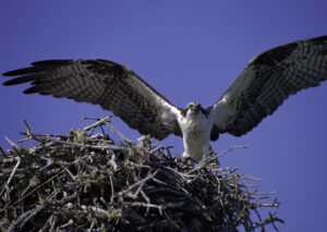 Iowans recorded twenty more osprey nests in 2025 than they did in 2024