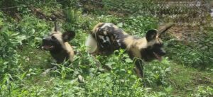 Niabi Zoo trivia event to benefit African painted dog research