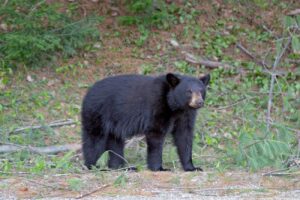 Black bears would gain state protection, furbearer season under House bill