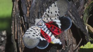 Nat’l Invasive Species Awareness Week highlights local threats