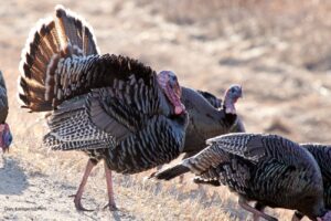 Iowa DNR hosts “learn to hunt” workshops ahead of spring turkey season