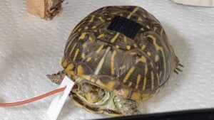 Oneida the turtle, recovering from extensive surgery, eager to return to its Nahant Marshy life