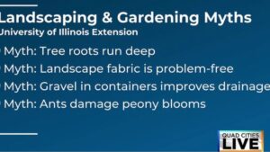 Debunking spring landscaping myths ℅ U of Illinois Extension