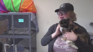 QC Animal Welfare Center seeking hospice home for calico cat
