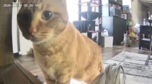 QC Animal Welfare Center forever foster cat thriving in new home