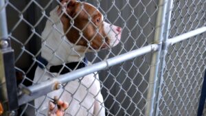 Davenport extends animal services w Humane Society