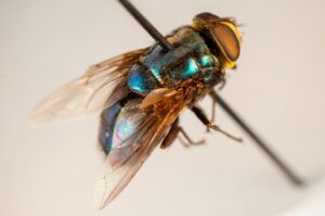 Ag Sec Mike Naig: Iowa monitoring screwworm