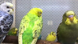 Cedar Rapids pet shop announces its closure
