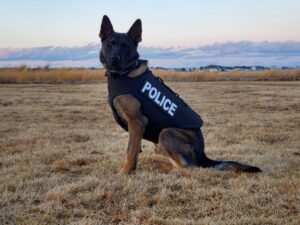 Cedar Rapids Canine Officer Riggs to receive donation of body armor
