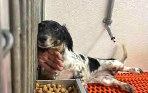 Thirty-two dogs seized from Farmington breeder who allegedly blocked inspections of her business