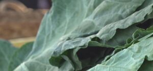 Recall of lettuce sends some shoppers to local farmers markets