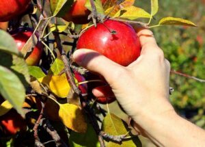 No apple-picking this season at Stone’s Apple Barn due to smaller harvest