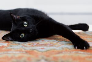 QC Animal Welfare Center works to break black cat stigma this Halloween