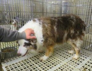 Dept of Ag argues it’s not required to enforce Animal Welfare Act