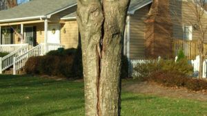 Is your tree secretly dying? QC arborist warns of “zombie trees”